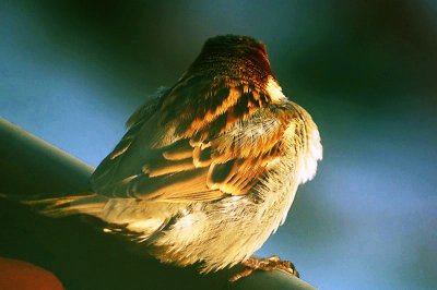 comp_IMGP4699 Kopie.jpg