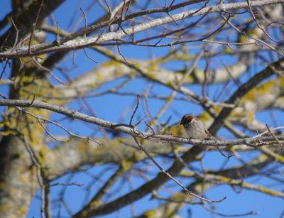 comp_IMGP7466.jpg comp_IMGP7466.jpg