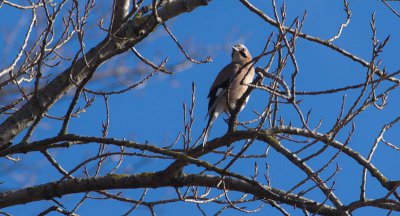 IMGP0041-1.jpg IMGP0041-1.jpg