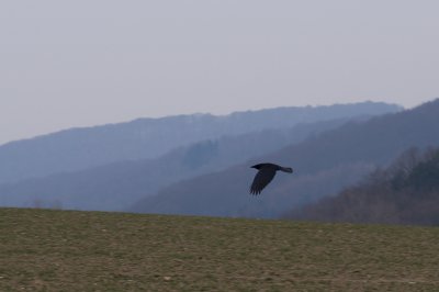 2012-02-12_11.30.34_IMGP1107_pf.jpg