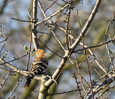 Wiedehopf_Crop.jpg Wiedehopf_Crop.jpg