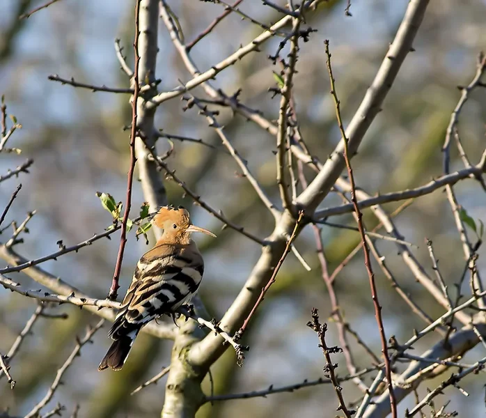 Wiedehopf_Crop.webp