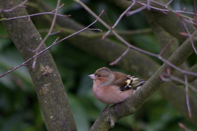 2012-02-27_15.16.48_IMGP1356_pf.jpg 2012-02-27_15.16.48_IMGP1356_pf.jpg