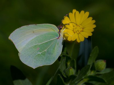 erster dieses Jahres_2_20120226.JPG