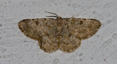 Nachtfalter_20120228.JPG