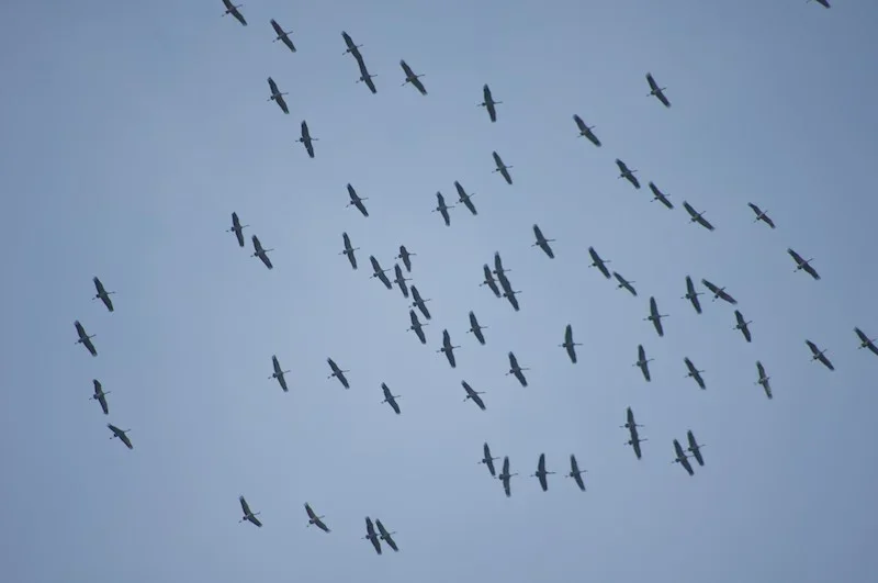 IMGP4842.webp