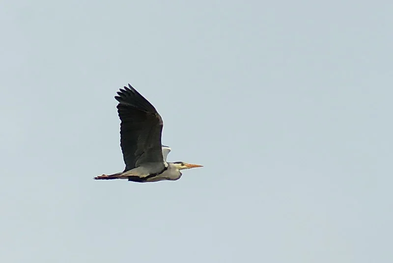 IMGP6816pf.webp