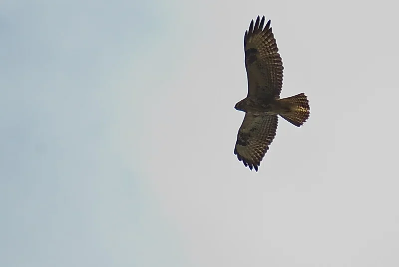 IMGP6826pf.webp