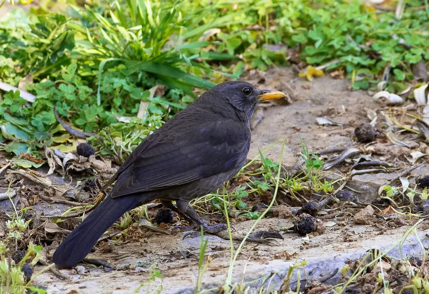 Amsel11_20120315.webp