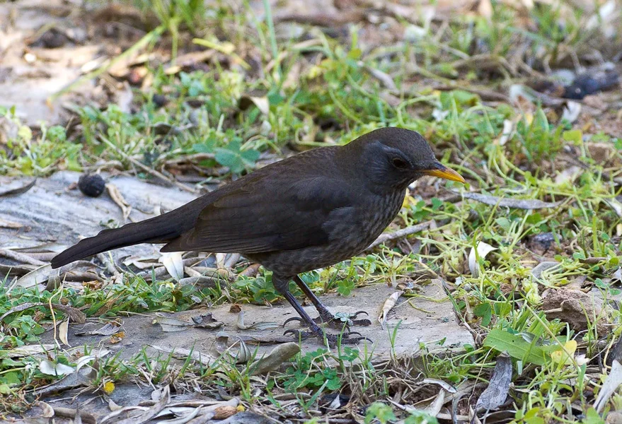 Amsel2_20120315.webp