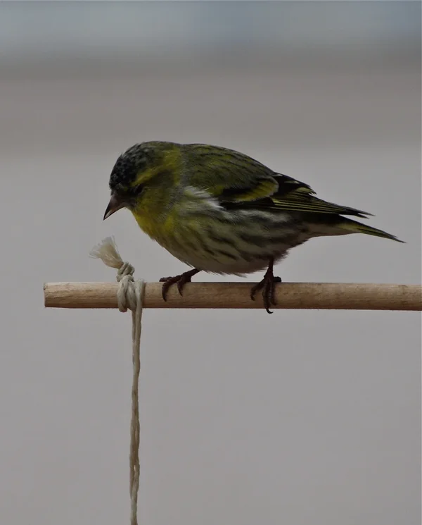 IMGP3011.webp