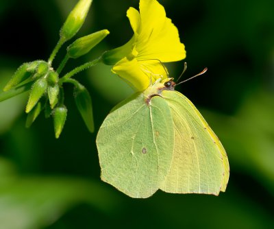 Kleopatra-Falter_20120329.JPG