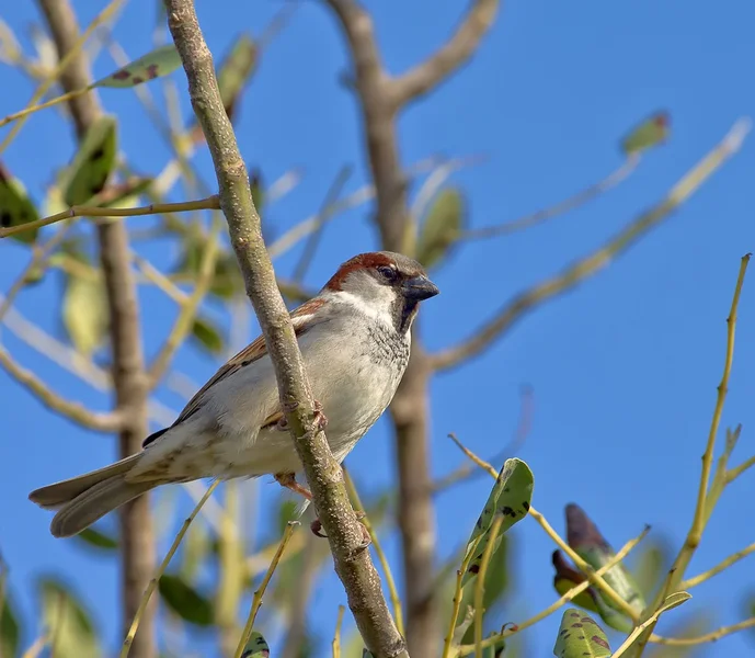 Haussperling_20120331.webp
