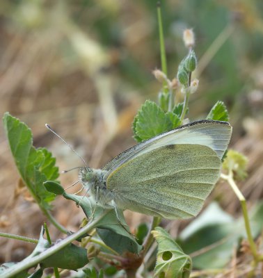 Kohlweissling_20120403.JPG