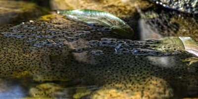 PICA9714-Bearbeitet.jpg PICA9714-Bearbeitet.jpg