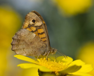 Südliches Waldbrettspiel (Pararge aegeria aegeria)_20120405.JPG