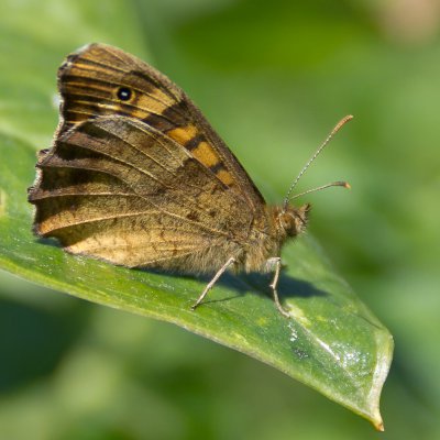 DA 16-50_20120407.JPG