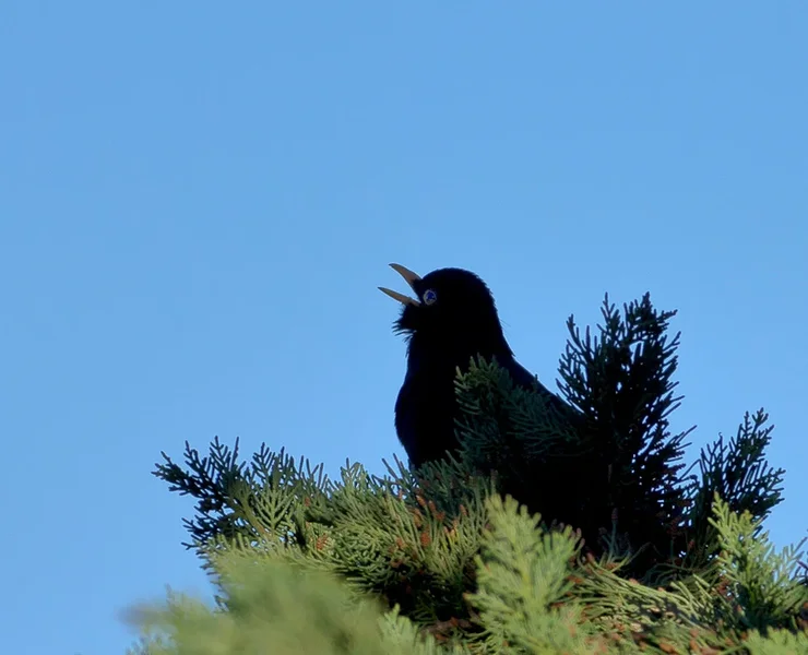 Amsel mit Bart_20120409.webp