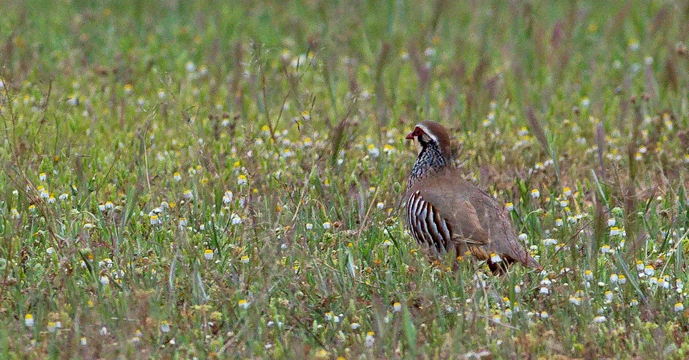 Rothuhn (Alectoris rufa)_20120410.webp