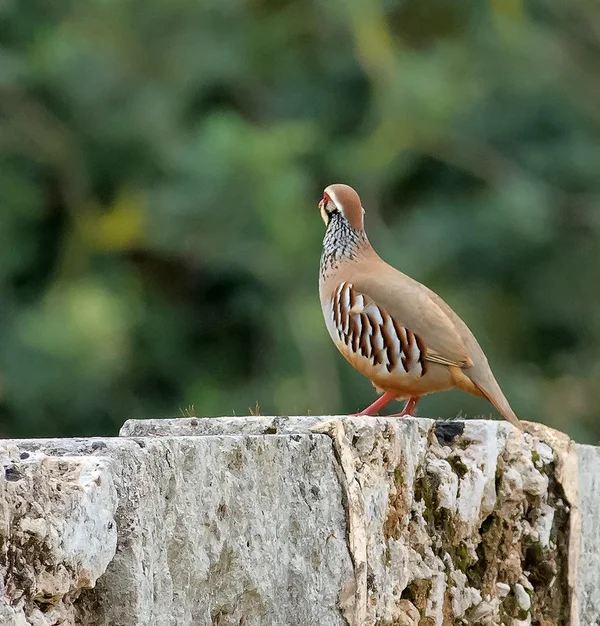 Rothuhn (Alectoris rufa)_2_20120410.webp