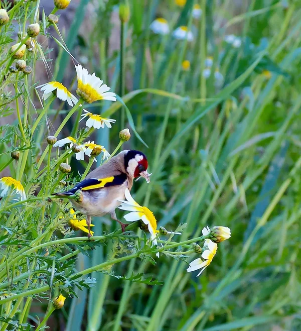 Stieglitz_1_20120421.webp