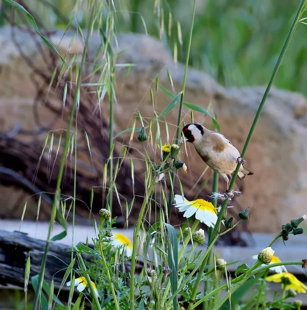 Stieglitz_2_20120421.webp