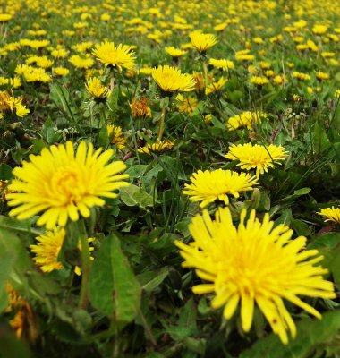 pi_SAM_3009.jpg pi_SAM_3009.jpg