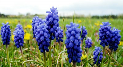 pi_SAM_3008.jpg pi_SAM_3008.jpg