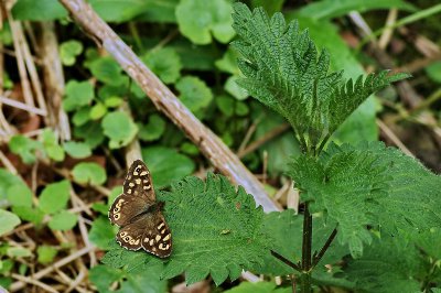 Schmetterling.jpg