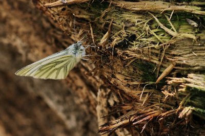 Schmetterling_01.jpg