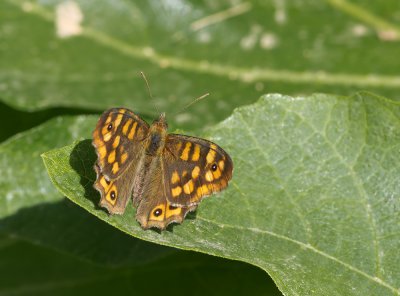 südliches Waldbrettspiel_20120503.JPG