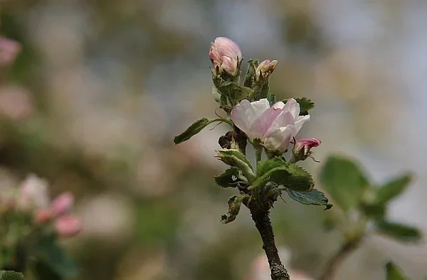 IMGP5187.webp