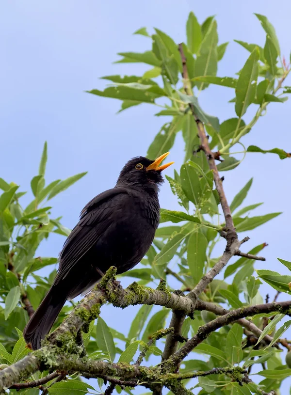 Amslerich_20120506.webp