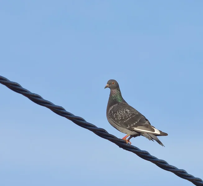 Stadttaube oder Straßentaube (Columba livia forma domestica)_20120508.webp