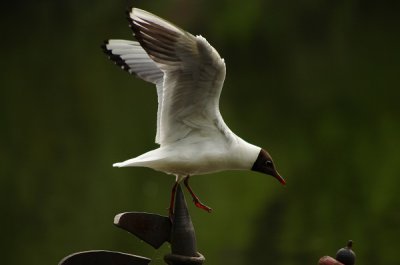 Möwe3.jpg