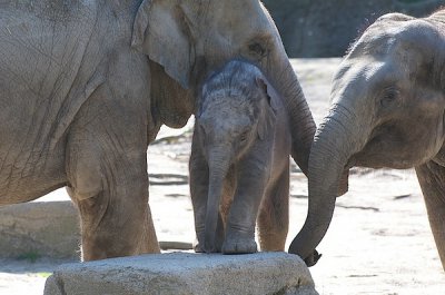 comp_Hagenbeck bearbeitet 3.jpg comp_Hagenbeck bearbeitet 3.jpg