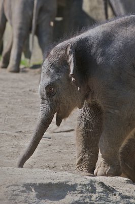 comp_Hagenbeck bearbeitet 5.jpg comp_Hagenbeck bearbeitet 5.jpg