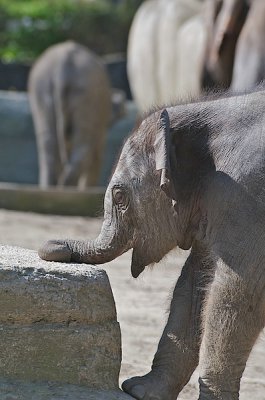 comp_Hagenbeck bearbeitet 7.jpg comp_Hagenbeck bearbeitet 7.jpg