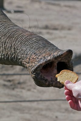 comp_Hagenbeck bearbeitet 10.jpg comp_Hagenbeck bearbeitet 10.jpg