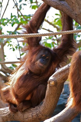 comp_Hagenbeck bearbeitet 28.jpg comp_Hagenbeck bearbeitet 28.jpg