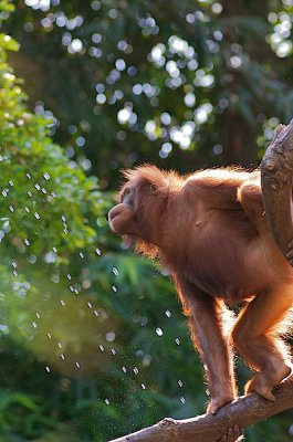 comp_Hagenbeck bearbeitet 33.jpg comp_Hagenbeck bearbeitet 33.jpg