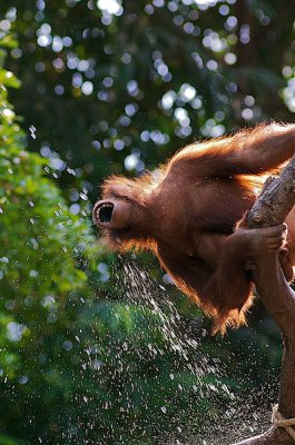 comp_Hagenbeck bearbeitet 37.jpg comp_Hagenbeck bearbeitet 37.jpg