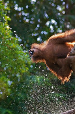 comp_Hagenbeck bearbeitet 39.jpg comp_Hagenbeck bearbeitet 39.jpg