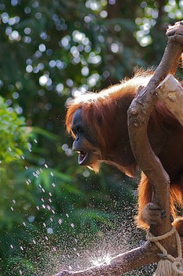 comp_Hagenbeck bearbeitet 43.jpg
