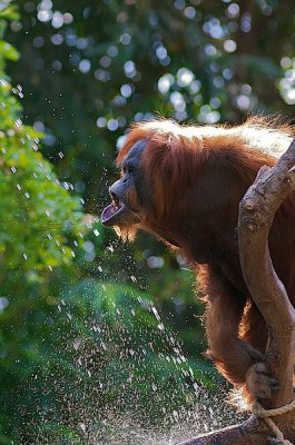 comp_Hagenbeck bearbeitet 46.jpg comp_Hagenbeck bearbeitet 46.jpg