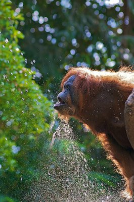 comp_Hagenbeck bearbeitet 47.jpg comp_Hagenbeck bearbeitet 47.jpg