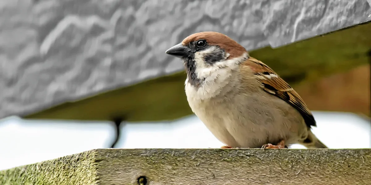 20120511-PICA0051-Bearbeitet.webp