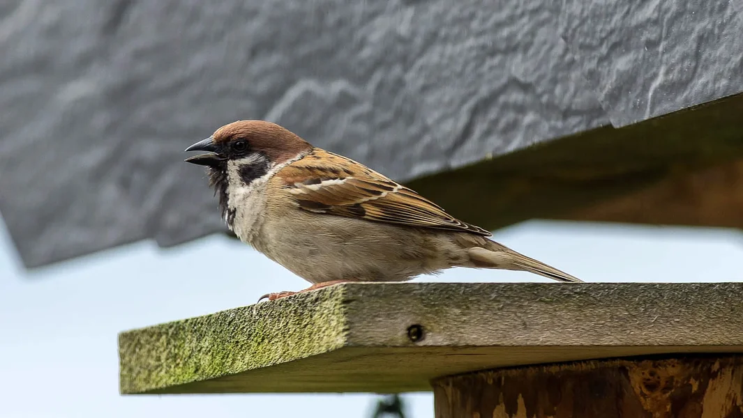 20120511-PICA0052-Bearbeitet.webp