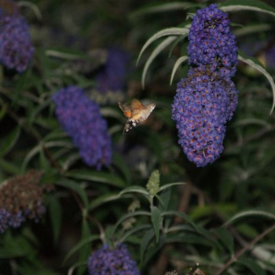 Image6.jpg