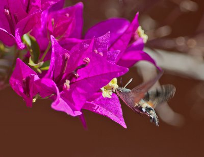 Taubenschwänzchen_2011_3.jpg